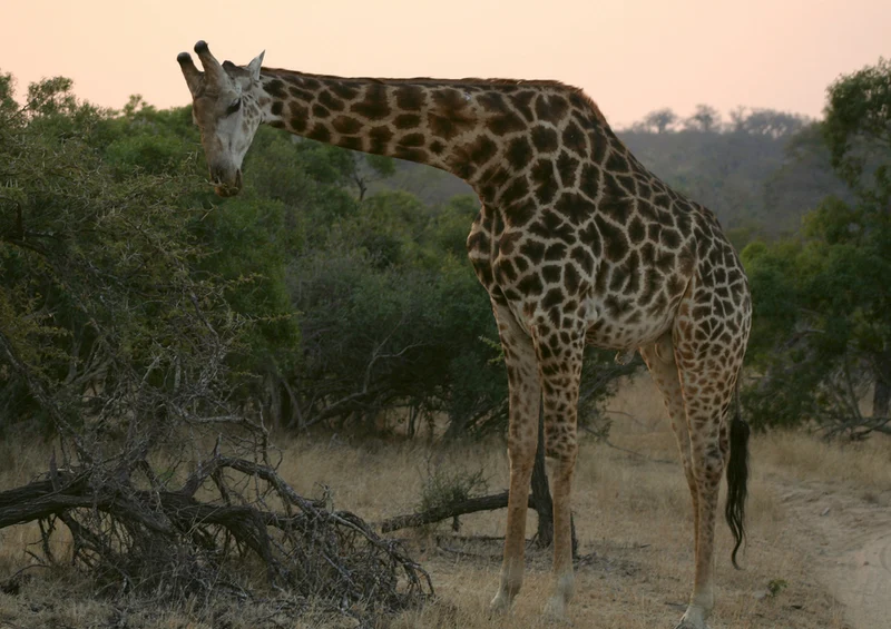 80373 Natur - Giraffe Puzzle
