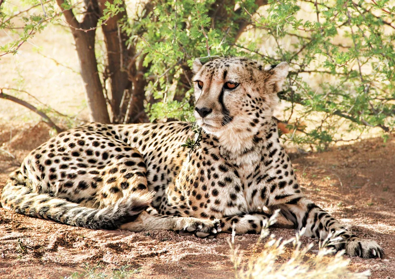 80083 Natur - Gepard Puzzle