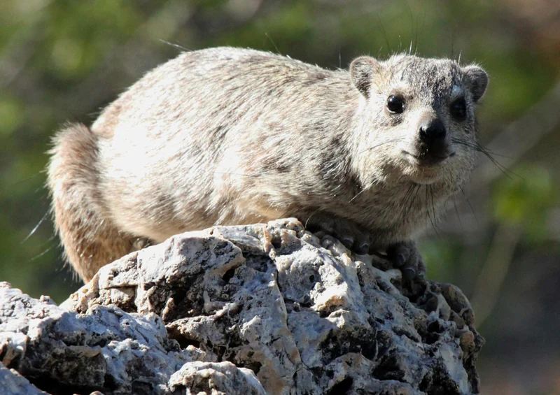 70721 Tierwelt - Hyrax Puzzle