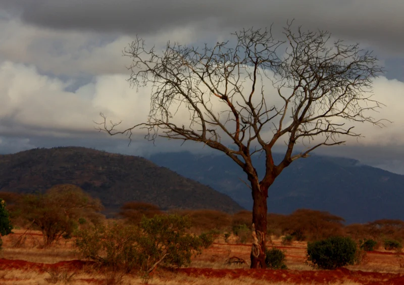 80631 Natur - Afrika Puzzle
