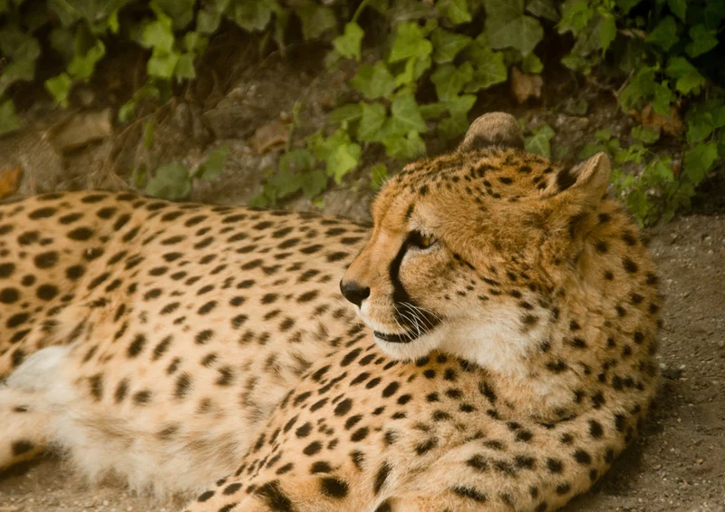 80638 Natur - Gepard Puzzle