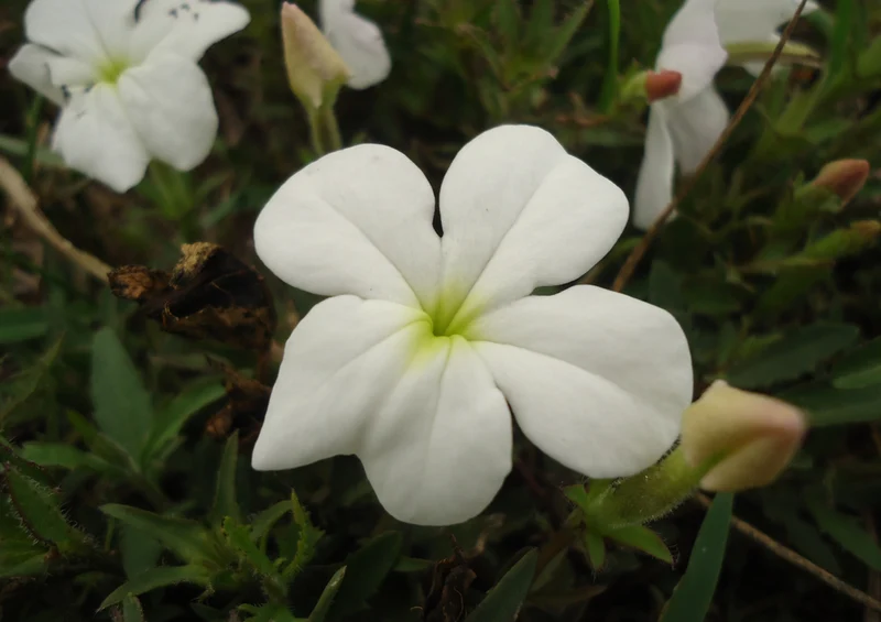 80771 Natur - Blume Puzzle