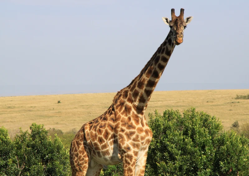 80796 Natur - Giraffe Puzzle