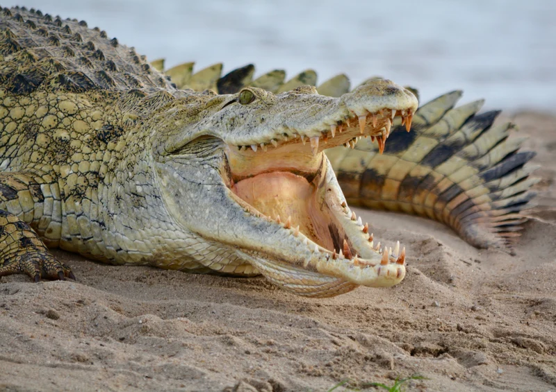 80391 Natur - Krokodil Puzzle