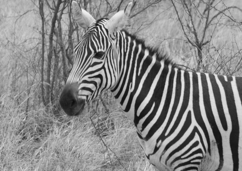 80652 Natur - Zebra Puzzle