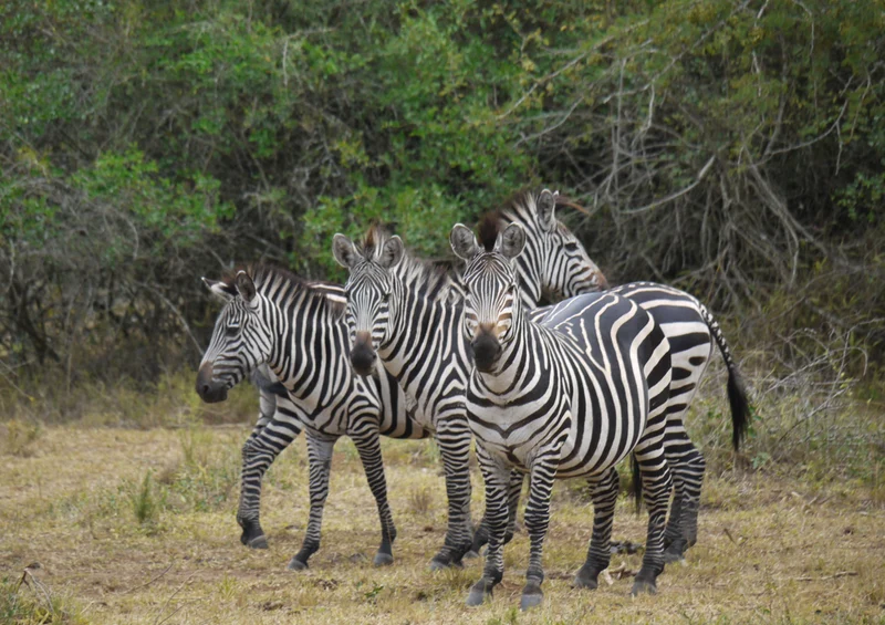 80267 Natur - Safari Puzzle