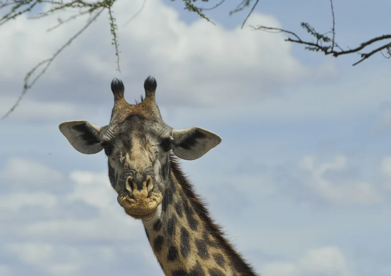 80269 Natur - Giraffe Puzzle