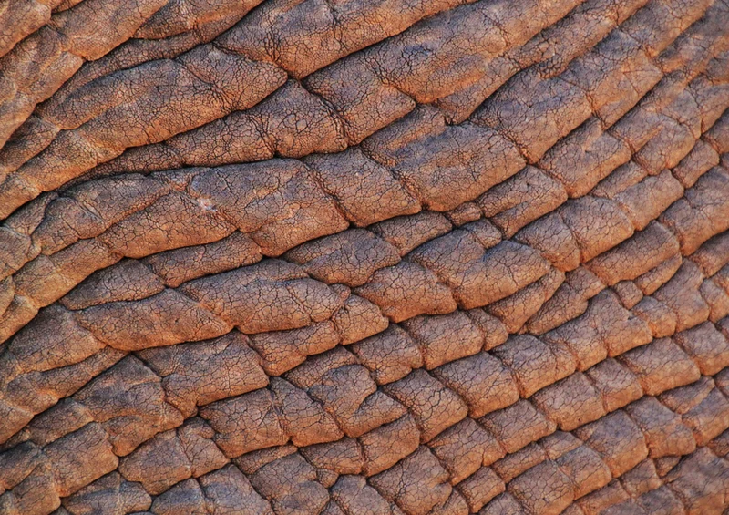 80821 Natur - Hornhaut Puzzle