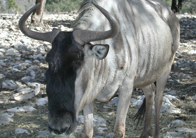 80660 Natur - Gnus Puzzle