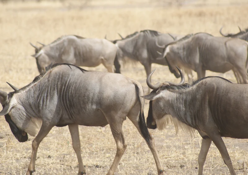 80857 Natur - Gnus Puzzle