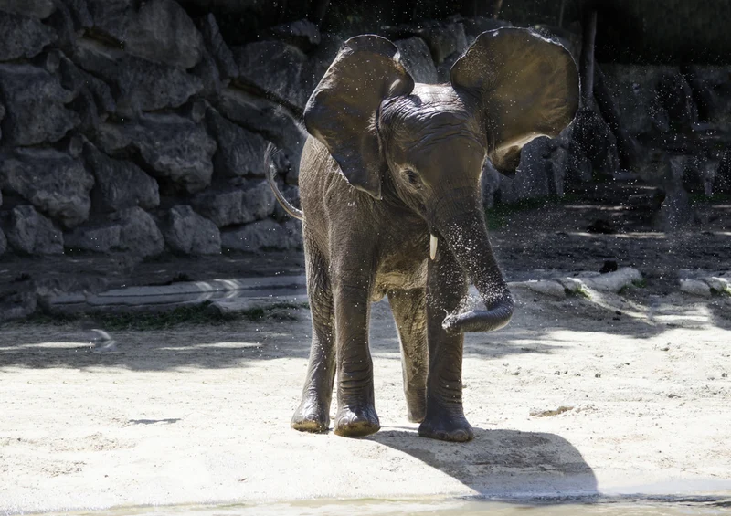 80875 Natur - Elefant Puzzle