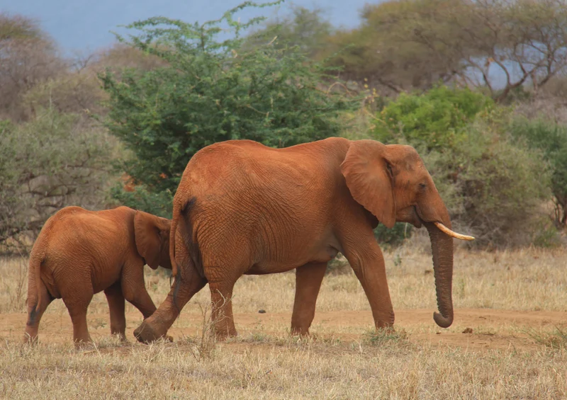 81330 Natur - Elefant Puzzle