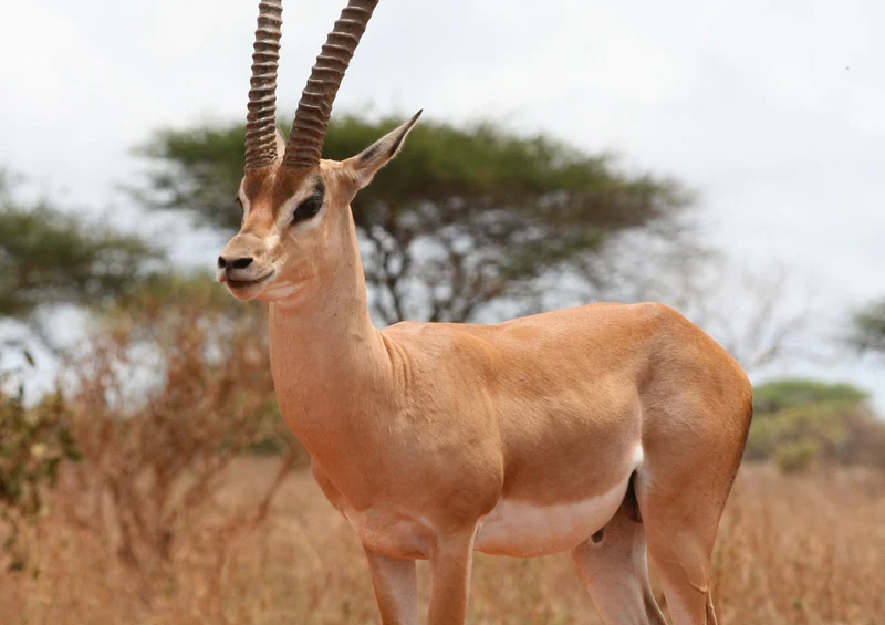 81340 Natur - Gazelle Puzzle