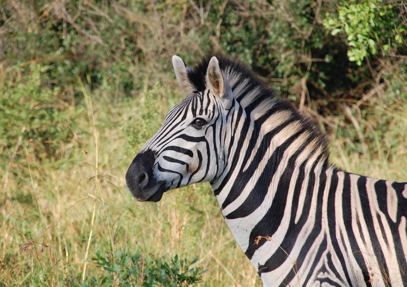 81343 Natur - Zebra Puzzle