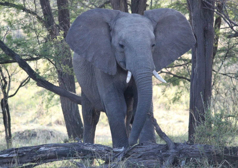 81350 Natur - Elefant Puzzle