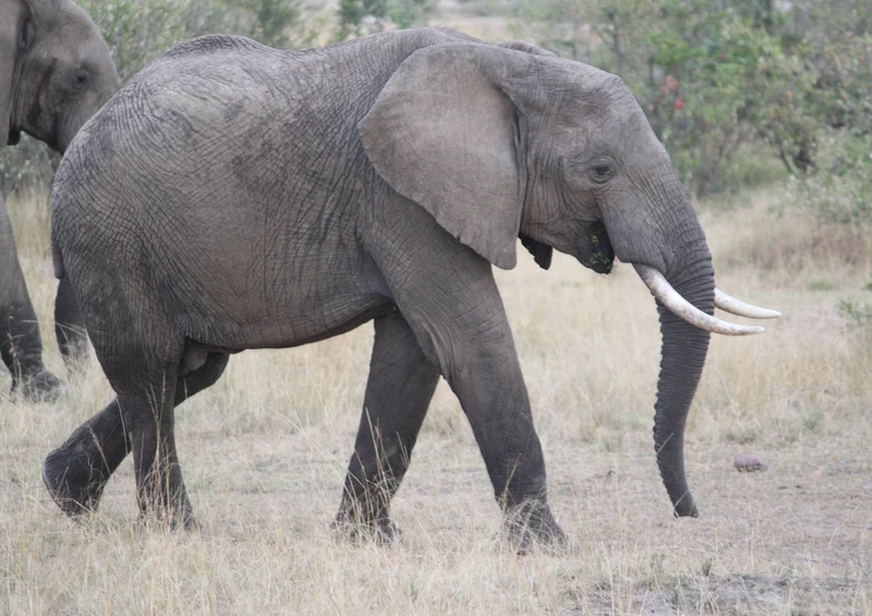 81355 Natur - Elefant Puzzle