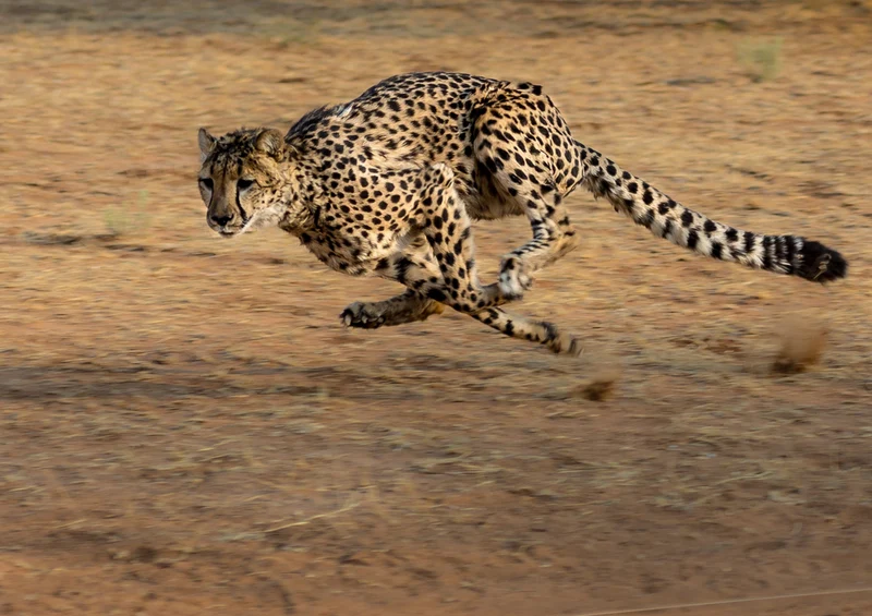 81363 Natur - Gepard Puzzle