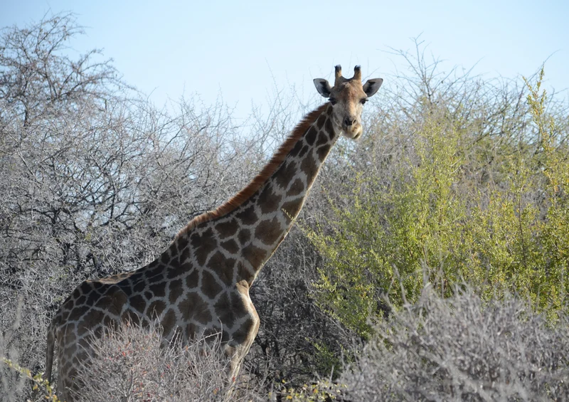 76219 Tierwelt - Giraffe Puzzle