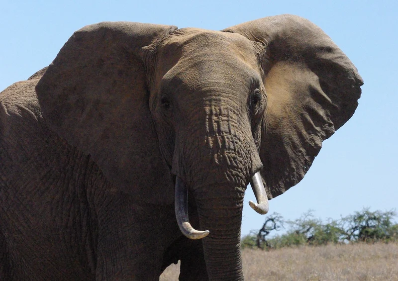 80886 Natur - Elefant Puzzle