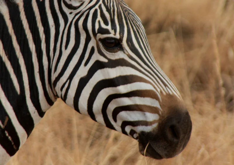 80897 Natur - Zebra Puzzle