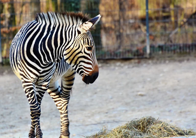 80900 Natur - Zebra Puzzle