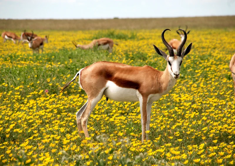 81370 Natur - Antilope Puzzle