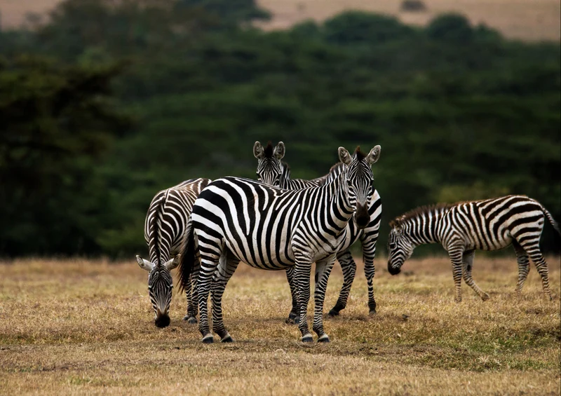 81387 Natur - Zebra Puzzle