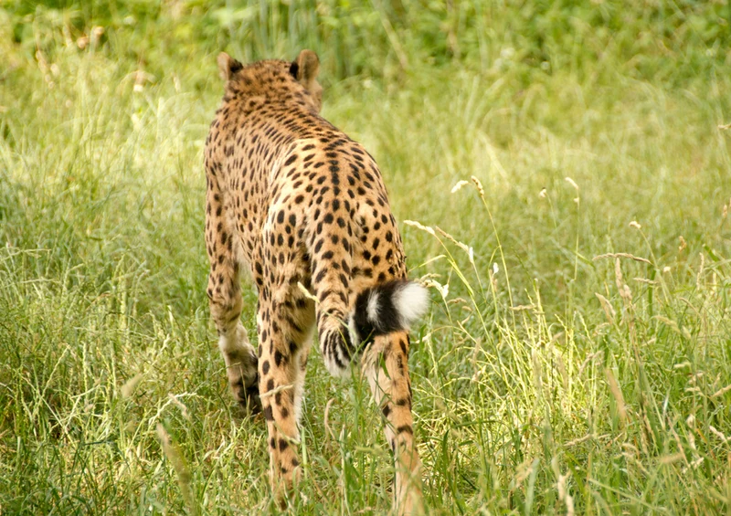 76223 Tierwelt - Gepard Puzzle