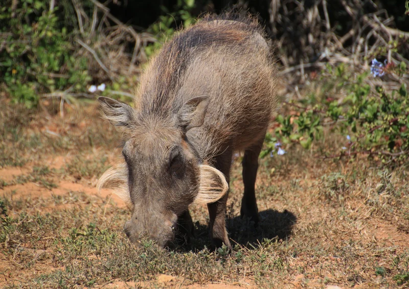 76244 Tierwelt - Warzenschwein Puzzle