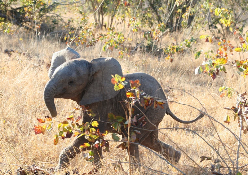 80917 Natur - Elefant Puzzle