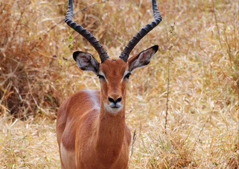 80918 Natur - Antilope Puzzle
