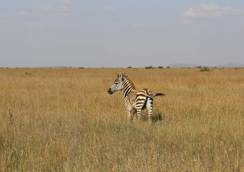 80919 Natur - Zebra Puzzle