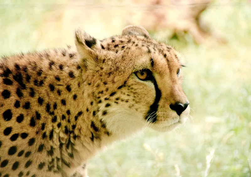 80924 Natur - Gepard Puzzle