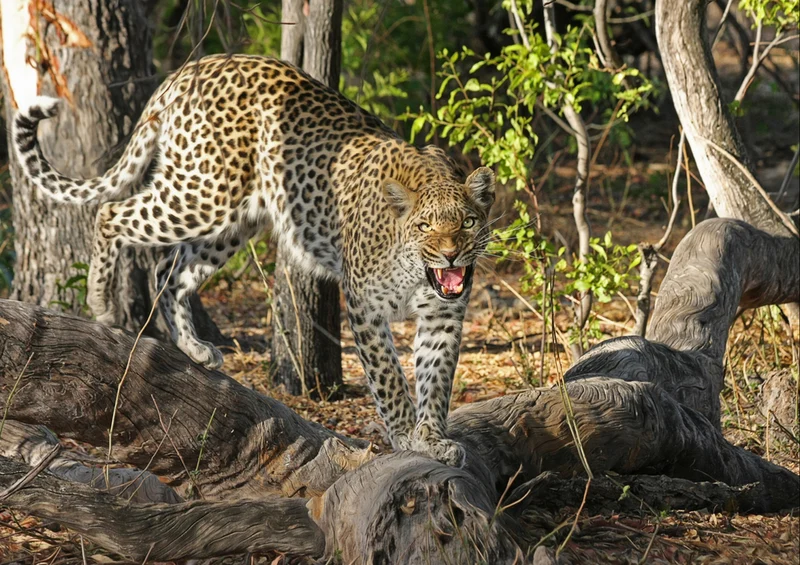 80928 Natur - Leopard Puzzle