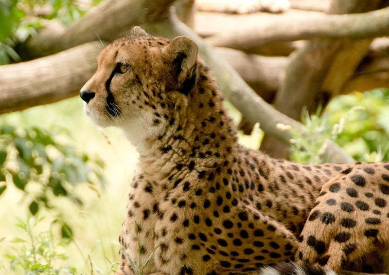 76549 Tierwelt - Gepard Puzzle