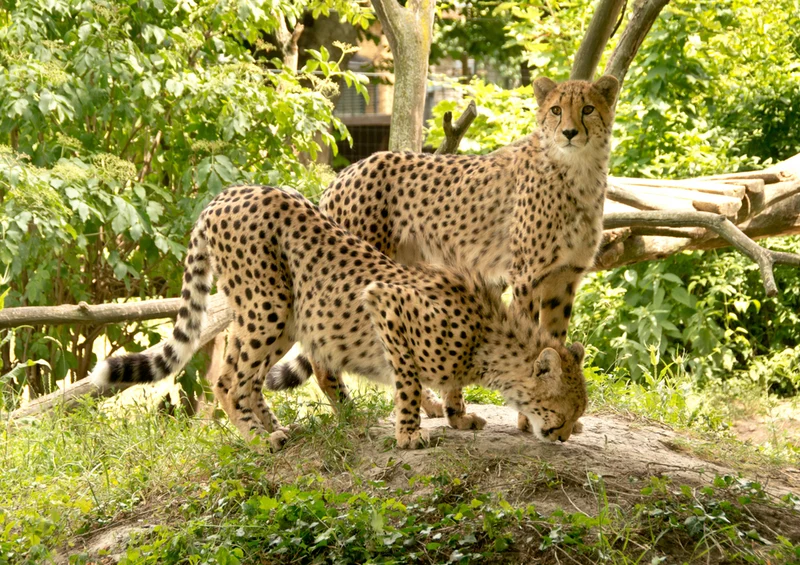 76552 Tierwelt - Geparden Puzzle