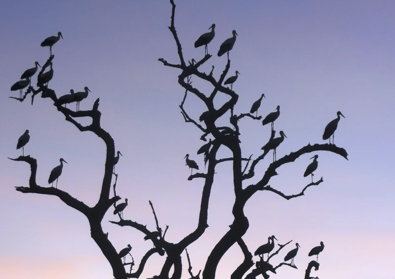 76572 Natur - Baum Puzzle