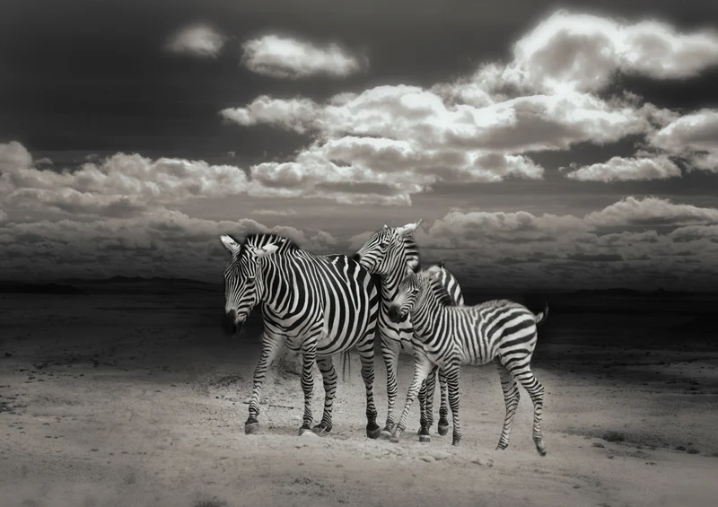 82251 Tierwelt - Photoshop Puzzle