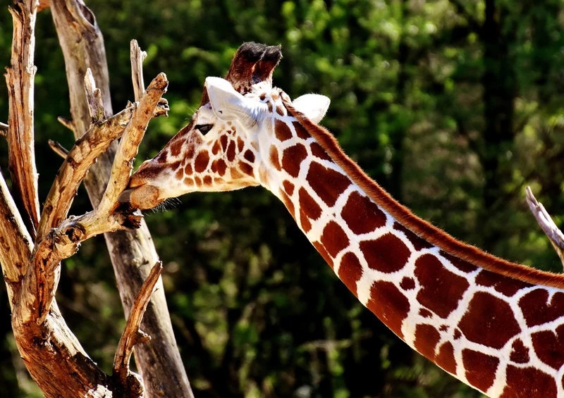82266 Tierwelt - Giraffe Puzzle