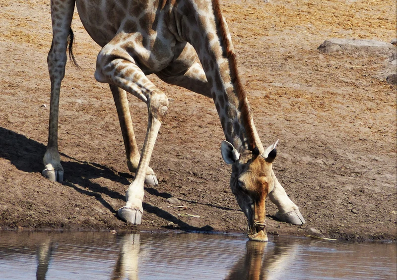 82879 Natur - Giraffe Puzzle