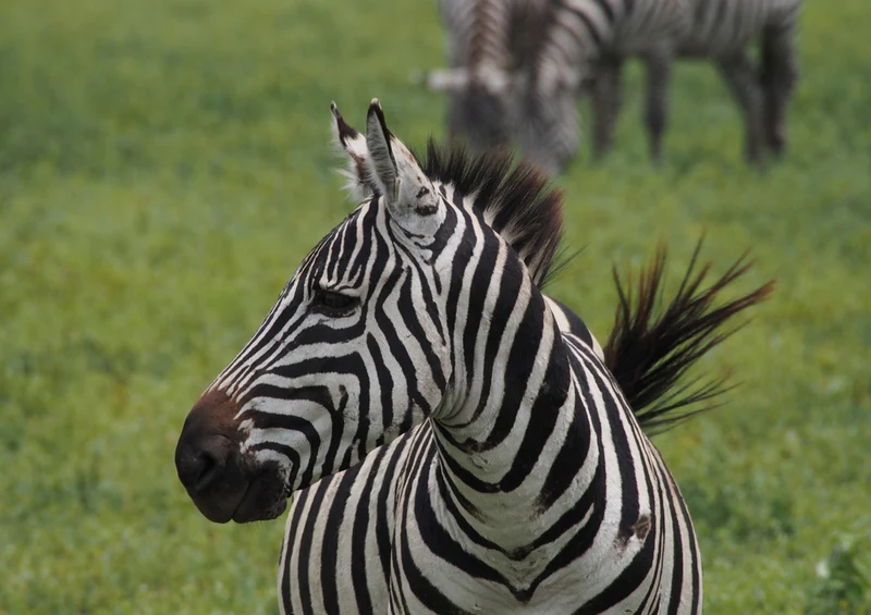 82895 Natur - Zebra Puzzle