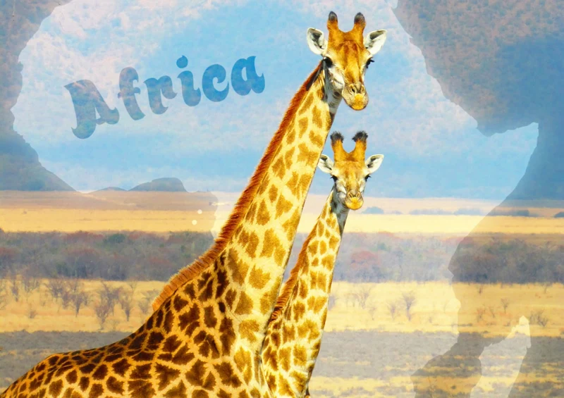 82899 Natur - Giraffen Puzzle
