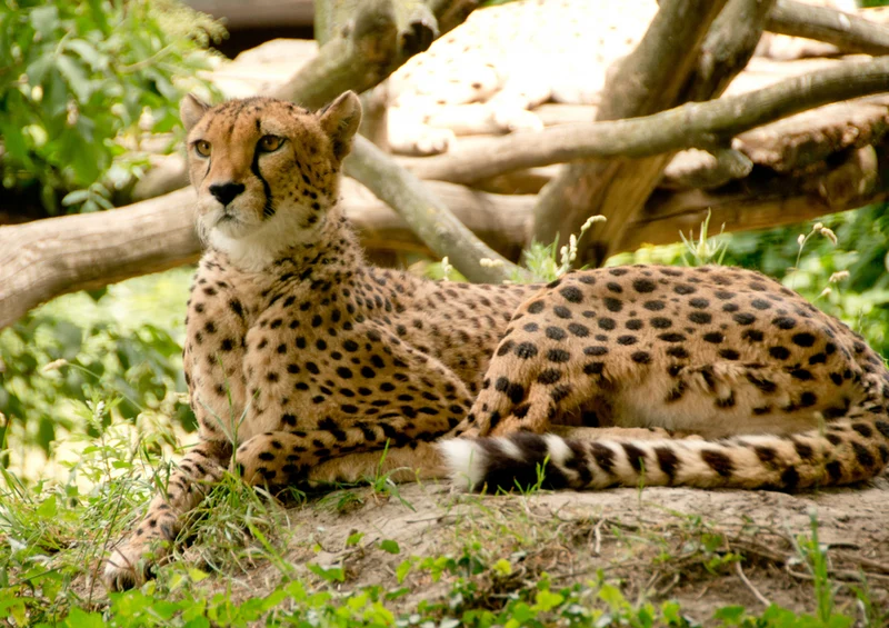 82912 Natur - Gepard Puzzle