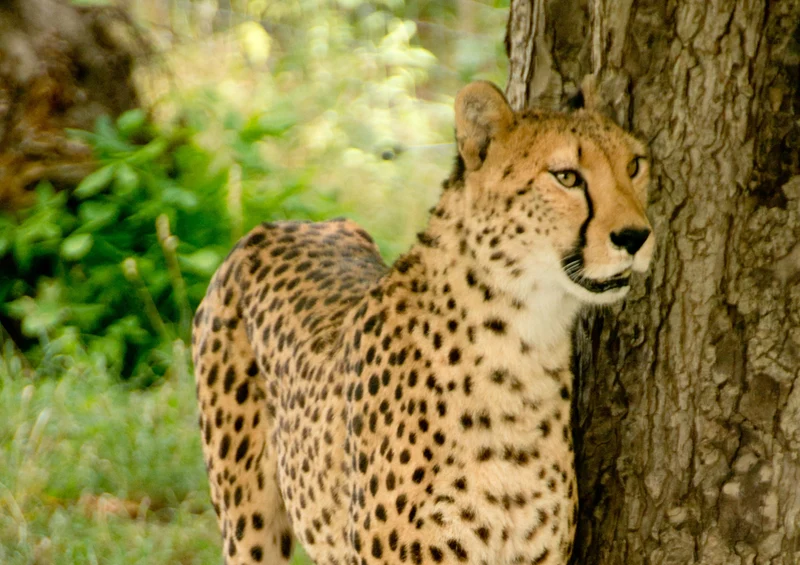 76586 Tierwelt - Gepard Puzzle