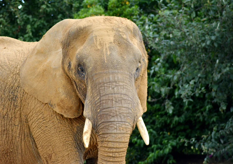 83068 Tierwelt - Elefant Puzzle