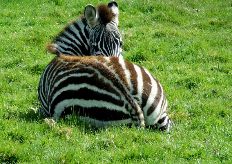 83070 Natur - Zebra Puzzle