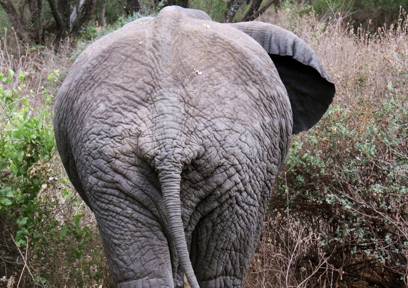 83080 Natur - Elefant Puzzle