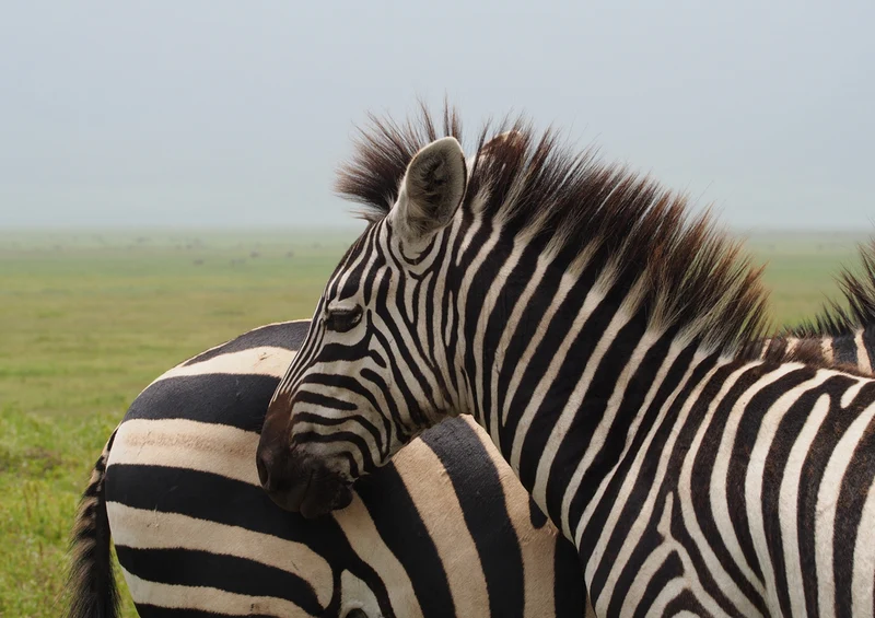 83093 Natur - Zebra Puzzle