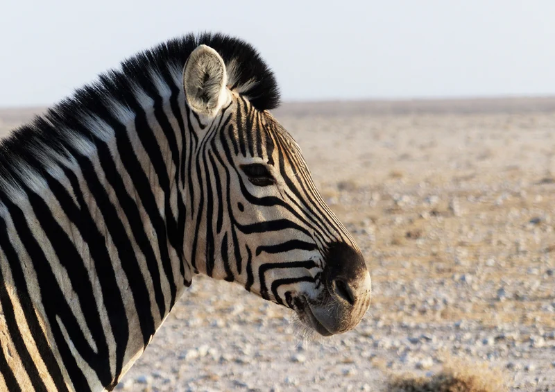 83097 Natur - Zebra Puzzle