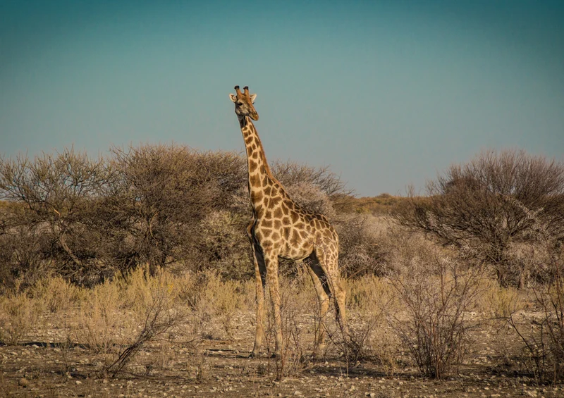 81737 Natur - Giraffe Puzzle